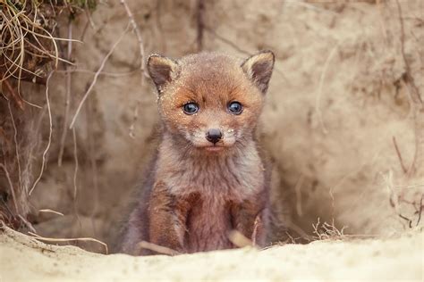 Newborn Red Fox Kits