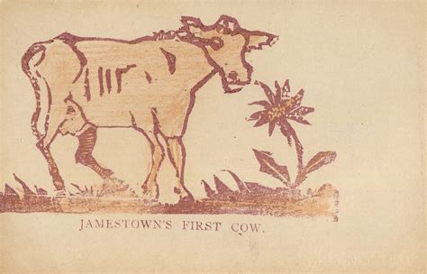 Jamestown’s First Cow | Postcard History