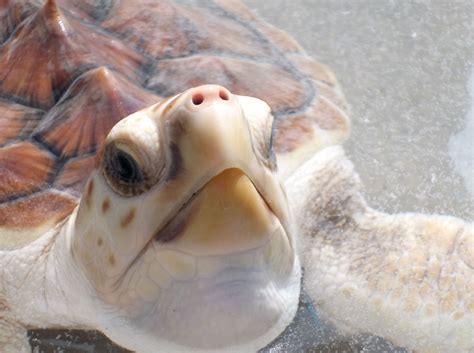 Marine Science Day 2012: UGA Marine Education Center and Aquarium