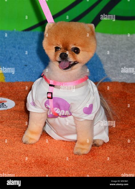 What Type Of Dog Is Jiffpom