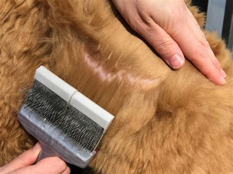 how to demat dog hair