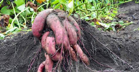 How to Harvest and Store Sweet Potatoes | Gardener's Path