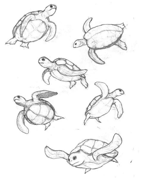 Tartaruga - sketchs | Turtle drawing, Turtle sketch, Sea turtle drawing