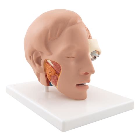 Anatomical Teaching Models - Plastic Anatomy Models - Head Model with 4 ...