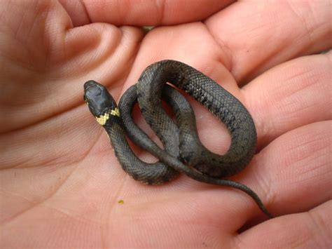 notes   suffolk smallholding cute snake