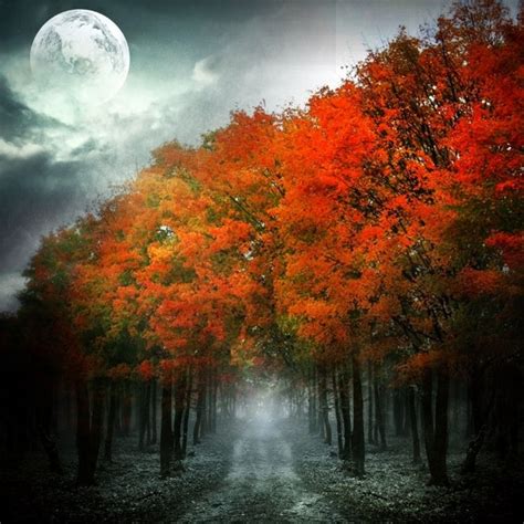 The Woods With Fall Leaves At Night