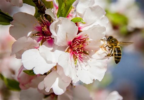 Are Bees Attracted to Perfume - Grooming Wise