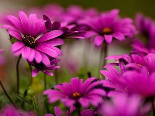 fondos de pantalla de floreswallpapers flowers