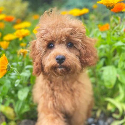 Cavachon Cavapoo Cockapoo Goldendoodles Puppies For Sale Sweden ...