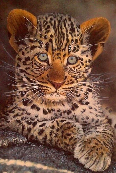 love  animals ideas animals animals beautiful
