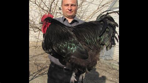 Скорость роста Джерсийский гигант, Джерси и Мехеленская кукушка, Малин ...