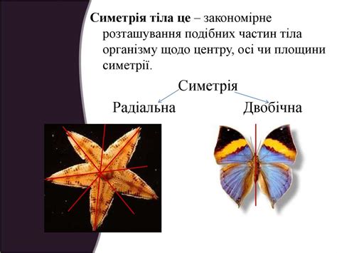Два типи симетрії як відображення способу життя. Способи пересування ...