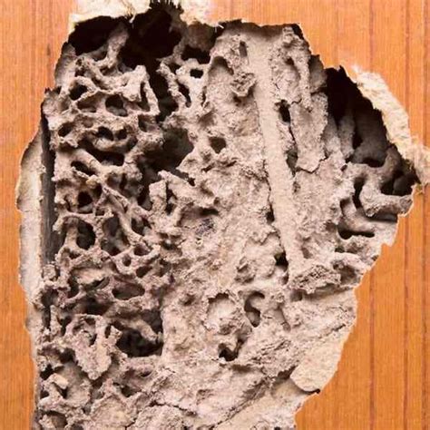 termite control malaysia kl selangor  services rapidkill