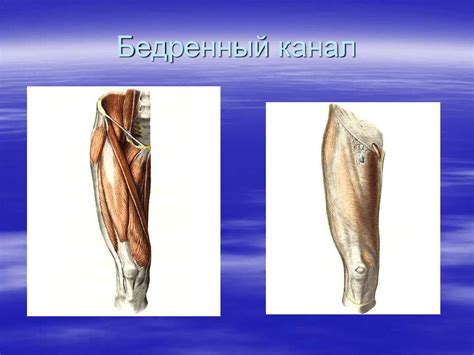 Мышцы и топография конечностей - презентация онлайн