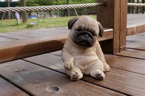 How Much Does A Baby Pug Cost