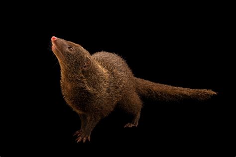 palawan mongoose urva semitorquata parva joel sartore
