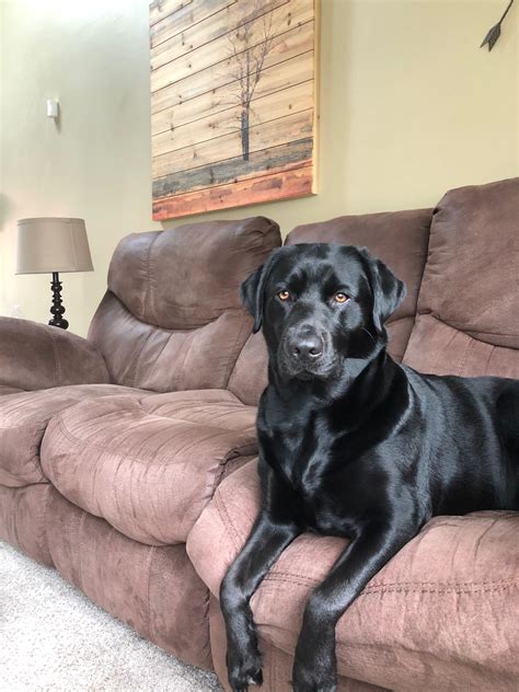 Shiny : r/Blacklabs