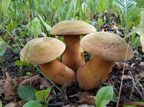 Дубовик обыкновенный (Suillellus luridus) фото и описание