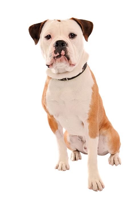 bulldog breeds list  smart dog guide