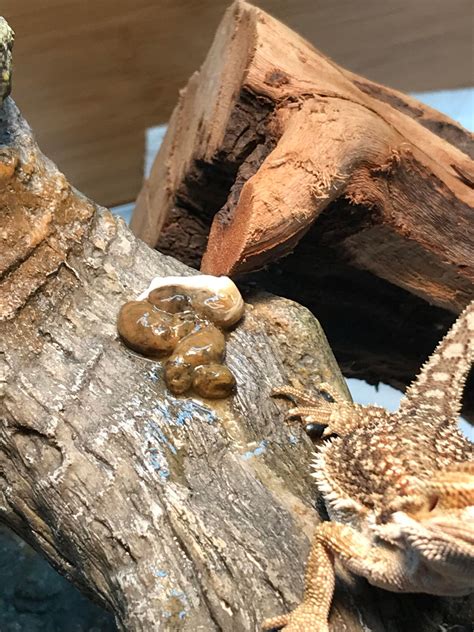 Why Do Some Poops Smell Worse at Cory Tack blog