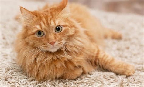 Scientists Solve a 100-Year-Old Mystery Behind Orange Cats' Unique Coat ...