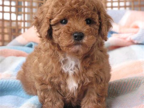 Shih Tzu Toy Poodle Mix Full Grown | Wow Blog