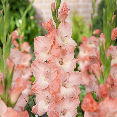 Gladiolus
