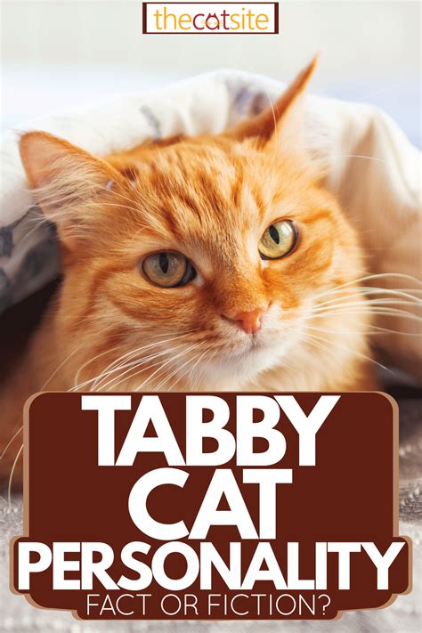 Orange Cat Personality Traits at James Kettler blog