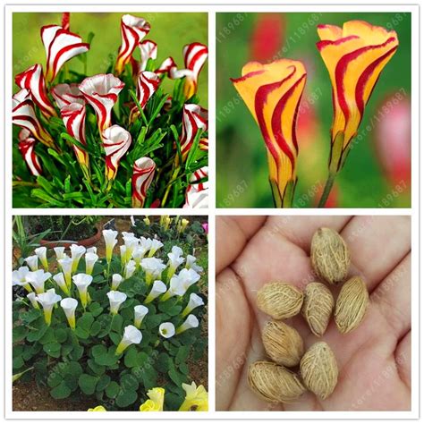 TRUE oxalis flower bulbs (oxalis bulb) rare oxalis versicolor Candy ...