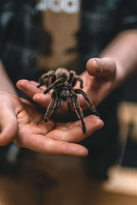 Top 10 Deadliest Spiders In Australia - Ocg Pest Control & Termite