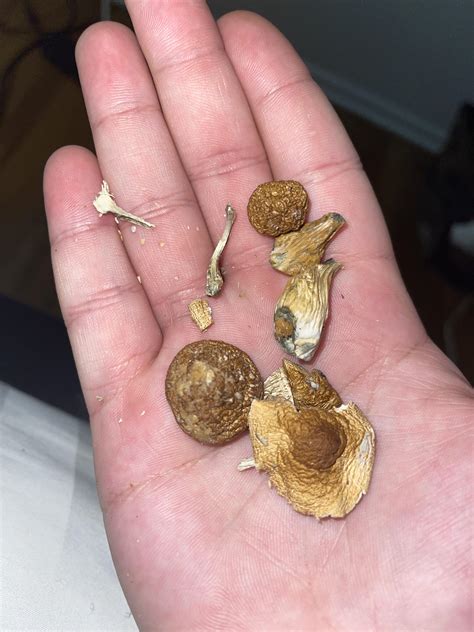 Shrooms On Full Stomach - RYZE Superfoods