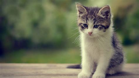 Cute Kitten Desktop Wallpapers - Top Free Cute Kitten Desktop ...