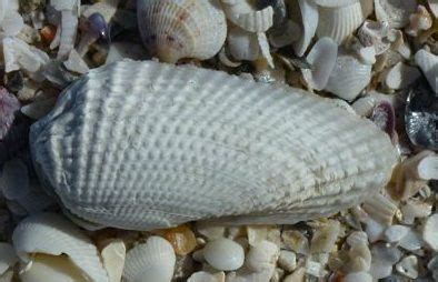 angel wing - gulf coast | Sea shells, Fish, Exquisite