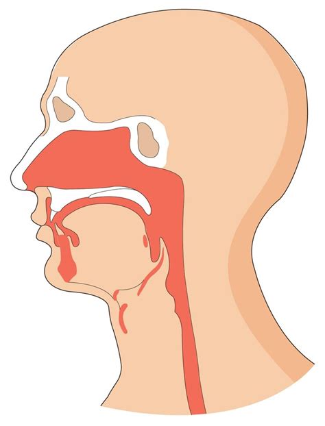 premium vector illustration showing food pipe  windpipe   human