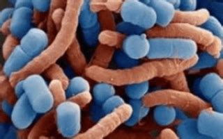 Лактобактерии Lactobacillus rhamnosus что это