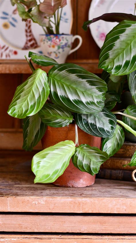 Maranta Leuconeura Silver Band | Rare houseplant | Happy Houseplants ...