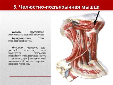 Мышцы шеи Классификация