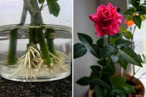 Ето как се захваща роза от отрязано цвете, за да ви радва на перваза ...