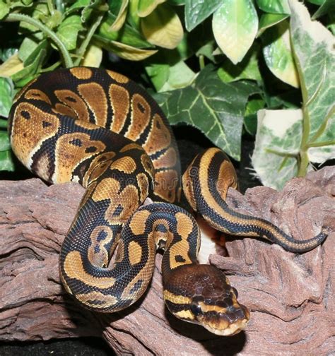 Wild Type Royal Python Hatchling in Foliage Stock Image - Image of ...