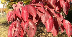 10 Trees With Red Fall Leaves - The Garden Magazine