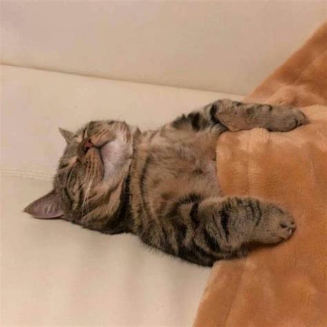The Best 28 Sleeping Cat Meme Tumblr - conradbzesz