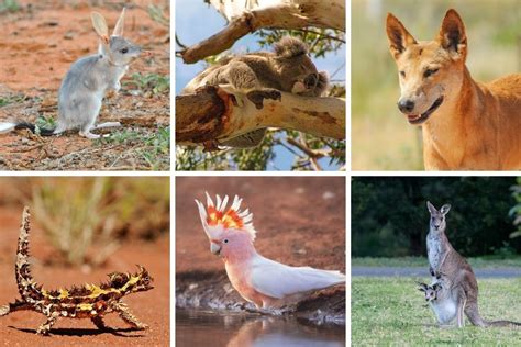 Most Common Animals In Australia