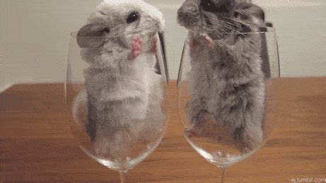 Гифки про животных (99 милых и прикольных GIF's)
