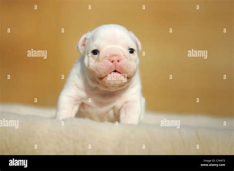 English Bulldog Puppy Stock Photo - Alamy