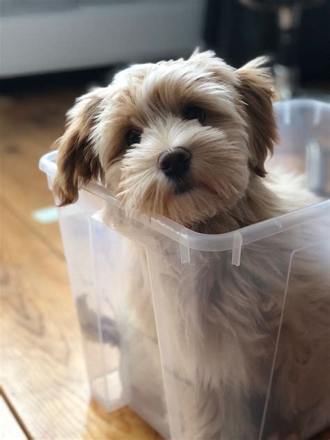 If you find Havanese haircut ideas for your dog look at the photos from
