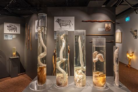 penis museum  reykjavik