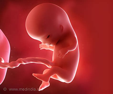 scientific milestone   creation  embryo  structures