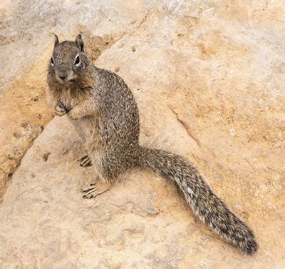 Fig. 01: Photograph of a rock squirrel.