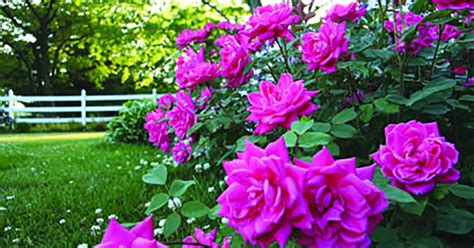 Pruning Knock-Out Roses | TLC Nursery and Outdoor Living