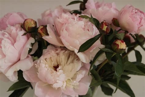 Pink Parfait – Gateforth Peonies Tasmania
